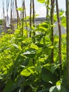 Beans grow on a garden bed, weave along twigs, forming a hedge