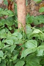 Beans growing in curl shape in garden