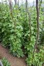 Beans growing in small village up in the mountains Royalty Free Stock Photo