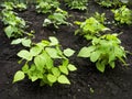 Beans (Phaseolus vulgaris) growing Royalty Free Stock Photo