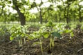 Beans seedling Royalty Free Stock Photo