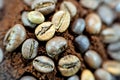 beans, seeds and grind coffee of the Coffea plant and the source for coffee. It is the pip inside the red or purple fruit often