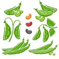 Beans set. Vector