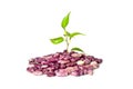 Beans and sprout Royalty Free Stock Photo