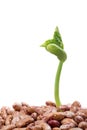 Beans sprout growing in abunch of beans Royalty Free Stock Photo