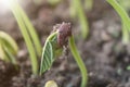 Beans are sprouting out of the soil. Seed Germination of Dicotyledon plant.