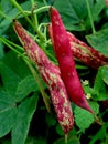 Bean farming on farmer's land in Indonesia Royalty Free Stock Photo