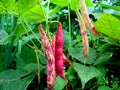 Bean farming on farmer's land in Indonesia