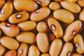 Beans varieties chocolate bowl close-up. Macro shot