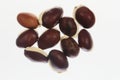 Beans of a winged bean, Psophocarpus tetragonolobus