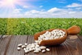 beans in wooden scoop on table with green legume field on the background