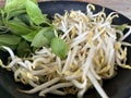 beansprout and basil leaf for cooking Royalty Free Stock Photo