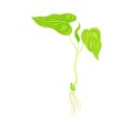 Beanstalk with Green Leaves and Root as Flowering Bean Plant and Agricultural Crop Vector Illustration
