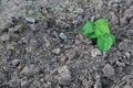 A beanstalk sprouts in the garden. Horticulture