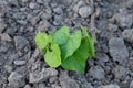 A beanstalk sprouts in the garden. Horticulture