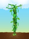 The beanstalk Royalty Free Stock Photo