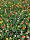 Beanutiful tulip field with colorful tulips in Germany Royalty Free Stock Photo