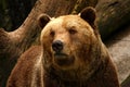 Bear Royalty Free Stock Photo