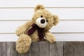 One brown cute teddybear climbing