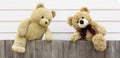 Two brown cute naughty teddy bear climbing