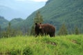 Brown bear, Canada Royalty Free Stock Photo