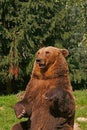 Bear Royalty Free Stock Photo