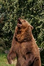 Bear Royalty Free Stock Photo
