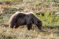 Bear in Alaska