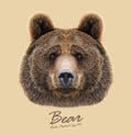 Bear animal face. Grizzly brown bear head portrait. Realistic fur portrait of bear on tan background