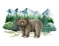 Bear animal in forest mountain landscape. Watercolor illustration. Wild grizzly standing in forest scene. Grizzly bear