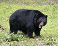 Bear animal stock photos. Black bear animal close-up profile view in the field, green grass. Black bear yawning. Opened mouth.