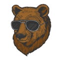 Bear animal in sunglasses color sketch engraving