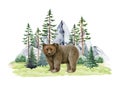 Bear animal in wildlife nature forest landscape scene. Watercolor illustration. Wild grizzly standing in northern forest