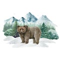 Bear animal in winter landscape. Watercolor illustration. Wild cute grizzly bear in winter forest. Festive image print