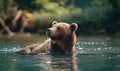 Bear bathing in a river cool water Royalty Free Stock Photo
