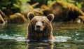 Bear bathing in a river cool water Royalty Free Stock Photo