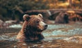 Bear bathing in a river cool water Royalty Free Stock Photo