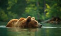 Bear bathing in a river cool water Royalty Free Stock Photo