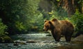 Bear bathing in a river cool water Royalty Free Stock Photo