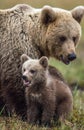 She-bear and bear-cub. Cub and Adult female of Brown Bear in the forest at summer time.