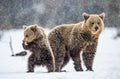 She-Bear and bear cub on the snow in snowfall.