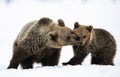 She-Bear and bear cub in the winter