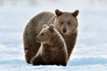 She-Bear and bear cub in winter forest Royalty Free Stock Photo