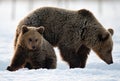 She-Bear and bear cub in winter forest Royalty Free Stock Photo