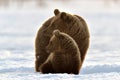 She-Bear and bear cub in winter forest Royalty Free Stock Photo