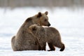 She-Bear and bear cub in winter forest. Royalty Free Stock Photo