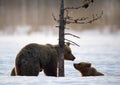 She-Bear and bear cub in winter forest. Royalty Free Stock Photo