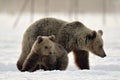 She-Bear and bear cub in winter forest. Winter forest at morning mist sunrise. Royalty Free Stock Photo