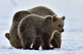 She-Bear and bear cub in winter forest. Winter forest at morning mist sunrise. Royalty Free Stock Photo