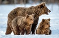 She-bear and bear cubs on the snow .